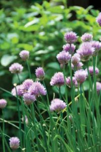 8 Household Uses for Chives Image